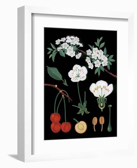 Cherry Tree-null-Framed Giclee Print