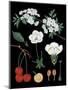 Cherry Tree-null-Mounted Giclee Print