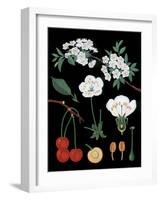 Cherry Tree-null-Framed Giclee Print