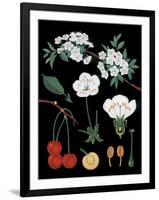 Cherry Tree-null-Framed Giclee Print