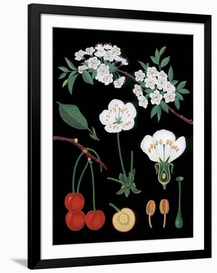 Cherry Tree-null-Framed Giclee Print