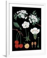 Cherry Tree-null-Framed Giclee Print