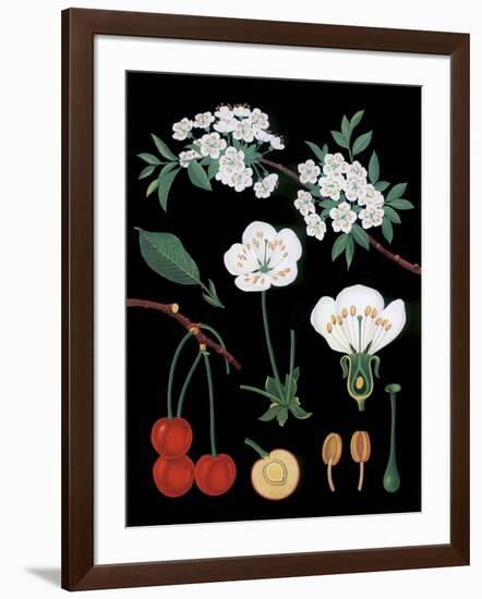 Cherry Tree-null-Framed Giclee Print