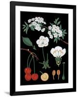 Cherry Tree-null-Framed Giclee Print