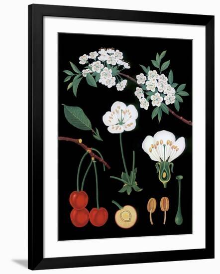 Cherry Tree-null-Framed Giclee Print
