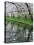 Cherry Trees and Blossoms Reflected in Outer Moat of Hirosaki Park, Hirosaki, Japan-null-Stretched Canvas