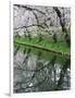 Cherry Trees and Blossoms Reflected in Outer Moat of Hirosaki Park, Hirosaki, Japan-null-Framed Photographic Print