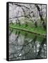 Cherry Trees and Blossoms Reflected in Outer Moat of Hirosaki Park, Hirosaki, Japan-null-Framed Stretched Canvas