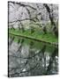 Cherry Trees and Blossoms Reflected in Outer Moat of Hirosaki Park, Hirosaki, Japan-null-Stretched Canvas