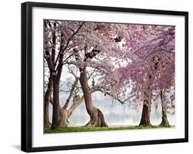 Cherry trees bloom, Washington, USA-null-Framed Giclee Print