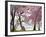 Cherry trees bloom, Washington, USA-null-Framed Giclee Print