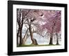 Cherry trees bloom, Washington, USA-null-Framed Giclee Print