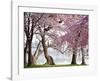 Cherry trees bloom, Washington, USA-null-Framed Giclee Print