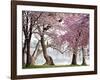 Cherry trees bloom, Washington, USA-null-Framed Giclee Print