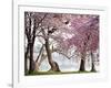 Cherry trees bloom, Washington, USA-null-Framed Giclee Print