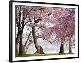 Cherry trees bloom, Washington, USA-null-Framed Giclee Print