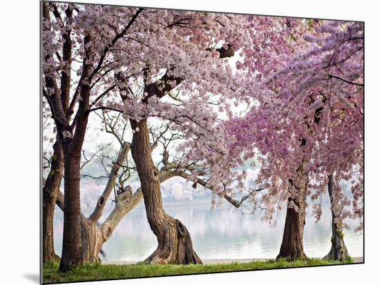 Cherry trees bloom, Washington, USA-null-Mounted Giclee Print