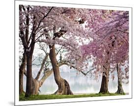 Cherry trees bloom, Washington, USA-null-Mounted Giclee Print