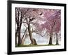 Cherry trees bloom, Washington, USA-null-Framed Giclee Print