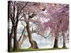 Cherry trees bloom, Washington, USA-null-Stretched Canvas