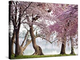 Cherry trees bloom, Washington, USA-null-Stretched Canvas
