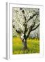 Cherry Trees, Blossom, Spring-Herbert Kehrer-Framed Photographic Print