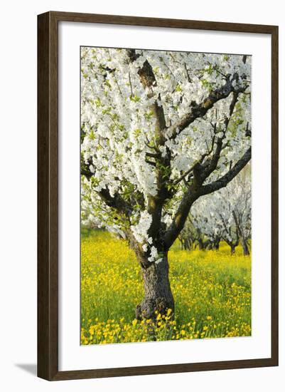 Cherry Trees, Blossom, Spring-Herbert Kehrer-Framed Photographic Print