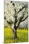 Cherry Trees, Blossom, Spring-Herbert Kehrer-Mounted Photographic Print