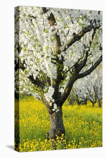 Cherry Trees, Blossom, Spring-Herbert Kehrer-Stretched Canvas