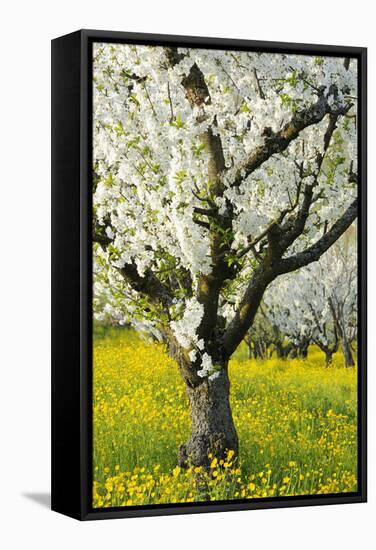 Cherry Trees, Blossom, Spring-Herbert Kehrer-Framed Stretched Canvas