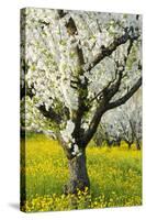 Cherry Trees, Blossom, Spring-Herbert Kehrer-Stretched Canvas