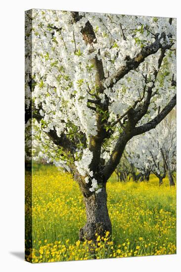 Cherry Trees, Blossom, Spring-Herbert Kehrer-Stretched Canvas