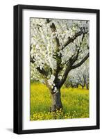 Cherry Trees, Blossom, Spring-Herbert Kehrer-Framed Photographic Print