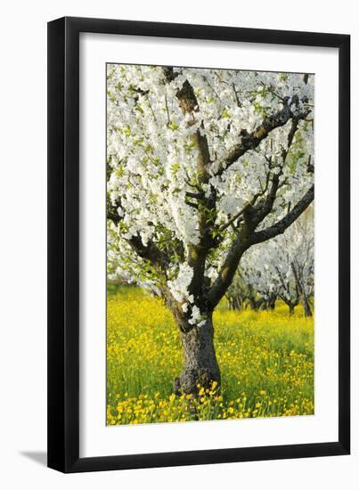 Cherry Trees, Blossom, Spring-Herbert Kehrer-Framed Photographic Print