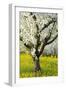 Cherry Trees, Blossom, Spring-Herbert Kehrer-Framed Photographic Print