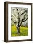 Cherry Trees, Blossom, Spring-Herbert Kehrer-Framed Photographic Print