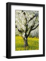 Cherry Trees, Blossom, Spring-Herbert Kehrer-Framed Photographic Print