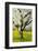 Cherry Trees, Blossom, Spring-Herbert Kehrer-Framed Photographic Print