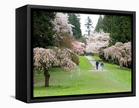 Cherry Trees Blossoming in the Spring, Washington Park Arboretum, Seattle, Washington, USA-Jamie & Judy Wild-Framed Stretched Canvas