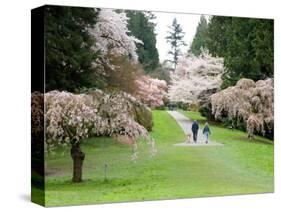 Cherry Trees Blossoming in the Spring, Washington Park Arboretum, Seattle, Washington, USA-Jamie & Judy Wild-Stretched Canvas