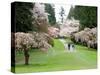 Cherry Trees Blossoming in the Spring, Washington Park Arboretum, Seattle, Washington, USA-Jamie & Judy Wild-Stretched Canvas