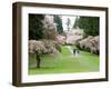 Cherry Trees Blossoming in the Spring, Washington Park Arboretum, Seattle, Washington, USA-Jamie & Judy Wild-Framed Premium Photographic Print