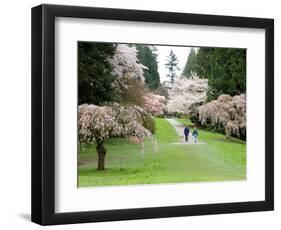 Cherry Trees Blossoming in the Spring, Washington Park Arboretum, Seattle, Washington, USA-Jamie & Judy Wild-Framed Photographic Print