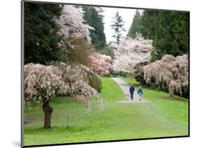 Cherry Trees Blossoming in the Spring, Washington Park Arboretum, Seattle, Washington, USA-Jamie & Judy Wild-Mounted Photographic Print