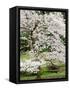 Cherry Trees Blossoming in the Spring, Washington Park Arboretum, Seattle, Washington, USA-Jamie & Judy Wild-Framed Stretched Canvas