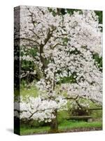 Cherry Trees Blossoming in the Spring, Washington Park Arboretum, Seattle, Washington, USA-Jamie & Judy Wild-Stretched Canvas