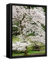 Cherry Trees Blossoming in the Spring, Washington Park Arboretum, Seattle, Washington, USA-Jamie & Judy Wild-Framed Stretched Canvas