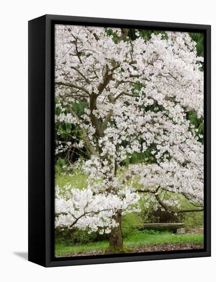Cherry Trees Blossoming in the Spring, Washington Park Arboretum, Seattle, Washington, USA-Jamie & Judy Wild-Framed Stretched Canvas