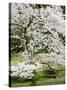 Cherry Trees Blossoming in the Spring, Washington Park Arboretum, Seattle, Washington, USA-Jamie & Judy Wild-Stretched Canvas