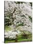 Cherry Trees Blossoming in the Spring, Washington Park Arboretum, Seattle, Washington, USA-Jamie & Judy Wild-Stretched Canvas